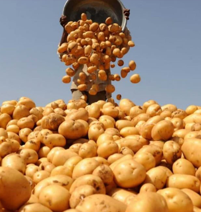 Effects of Climate Change on Potato Production in Pakistan